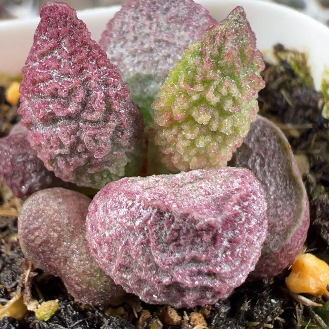 w粉色冰晶颗粒款实生新品