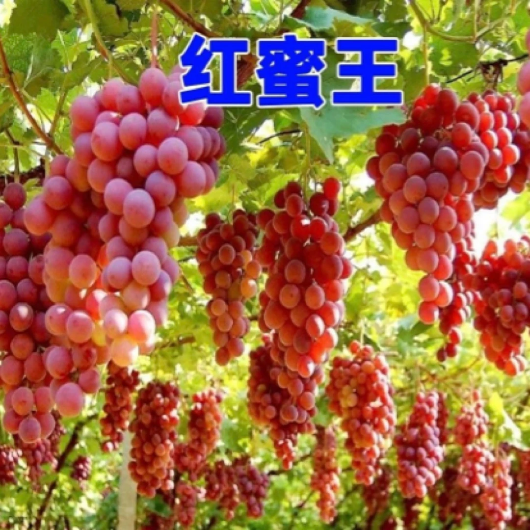 耐冻爬藤王大粒圆叶葡萄一楼树苗（爬藤快结果多产量高皇后红玉）