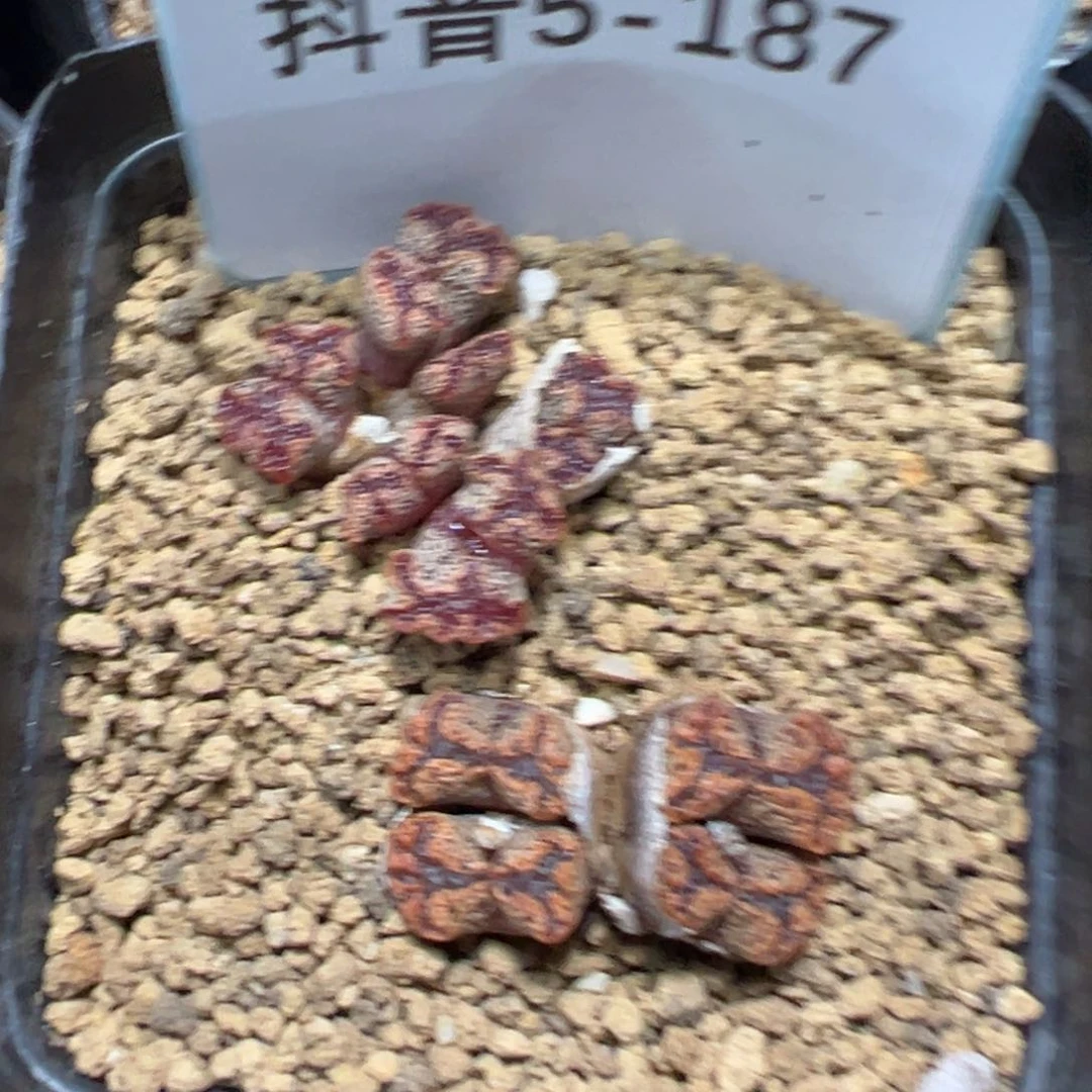 5+-187肉锥多肉植物