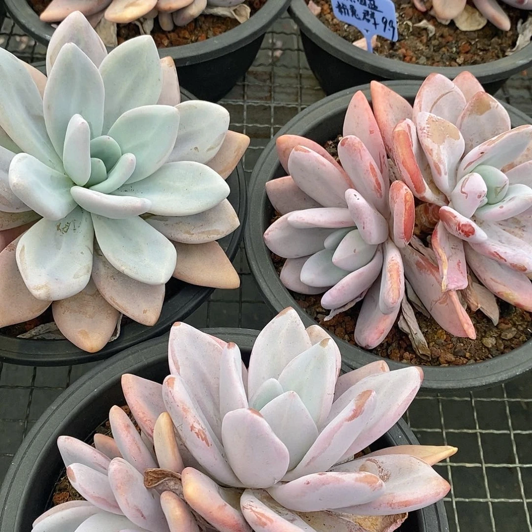 团大盆粉兔，福利多多