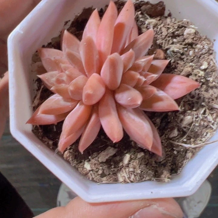 梵高精品多肉植物