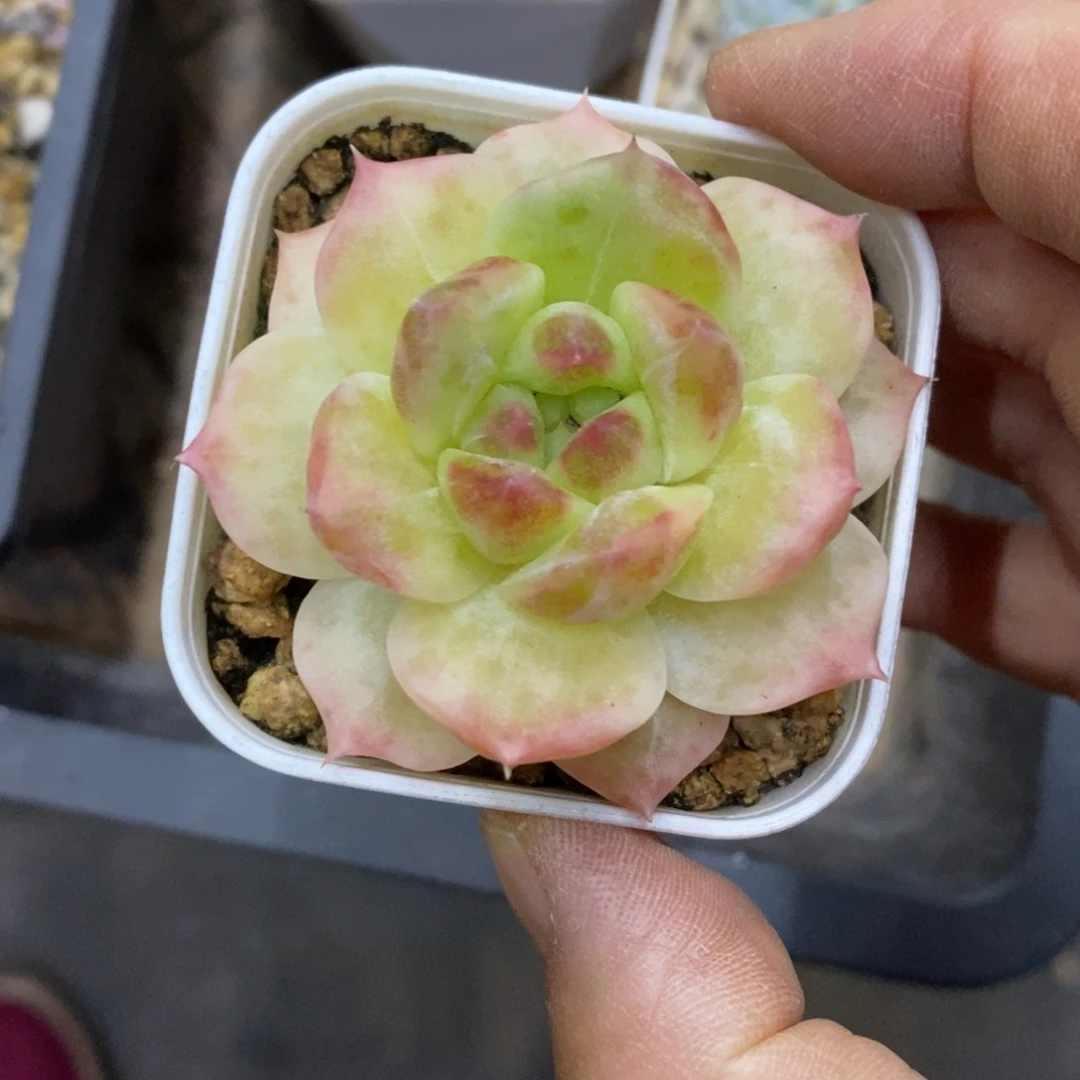 精品多肉一物一拍不包整153