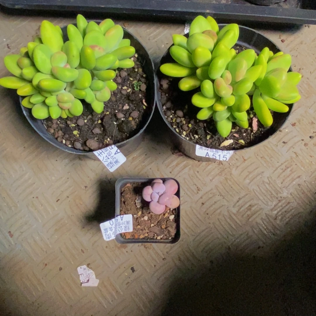 草****共三颗515。527金蟾芒果奶510橙奶