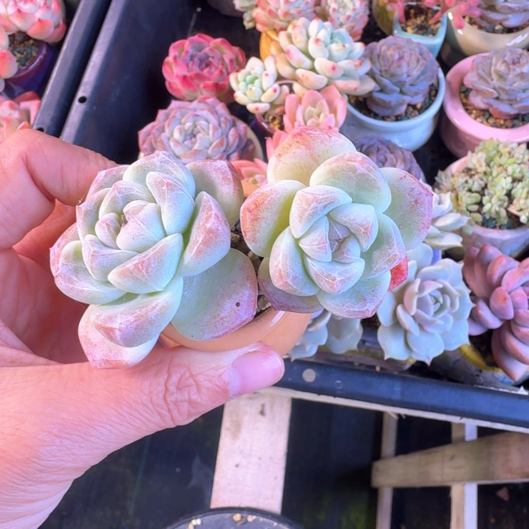 会***猪冰玉 多肉含盆土 一物一拍