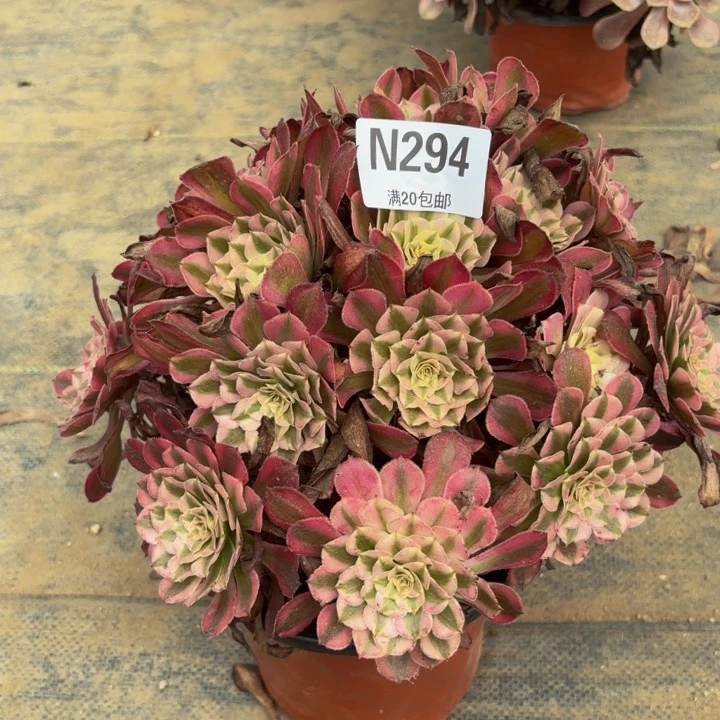 瑞妈多肉植物，294红铜壶超白锦