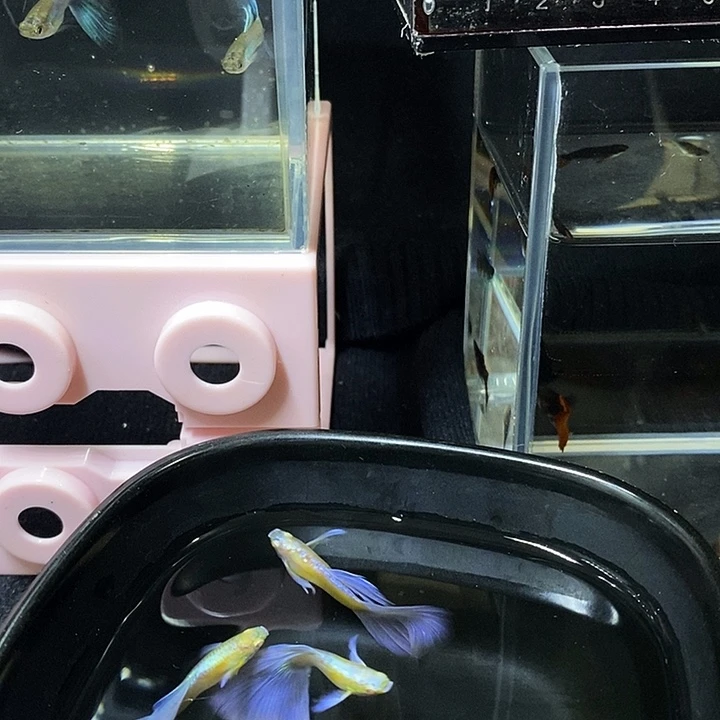 紫印母鱼海***鱼