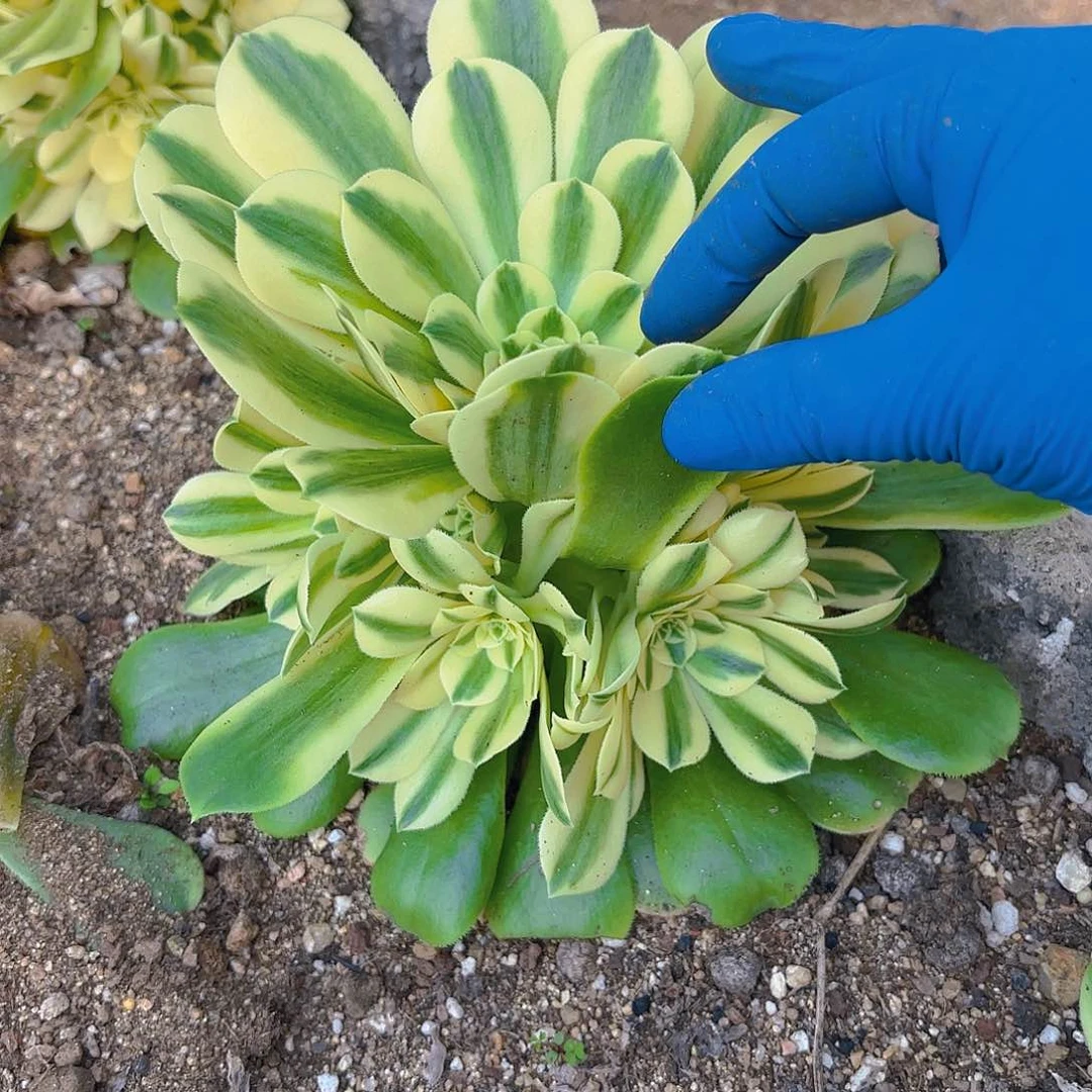 新尼亚手捧多肉植物