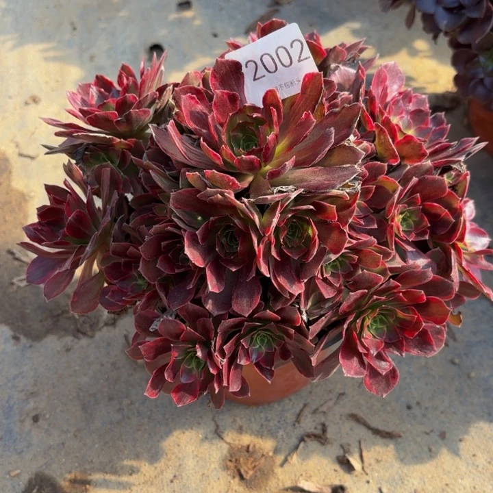 安娜锦多肉处理不包断头2002