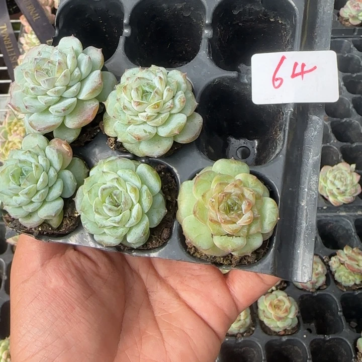 糖心白透体满18包邮064