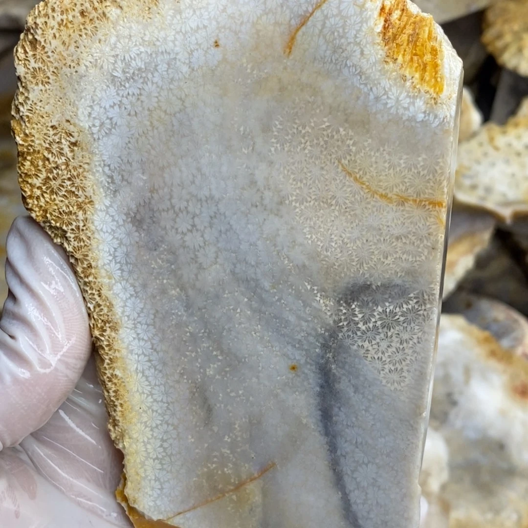 【闪购商品】未镶嵌珊瑚玉硅化玉