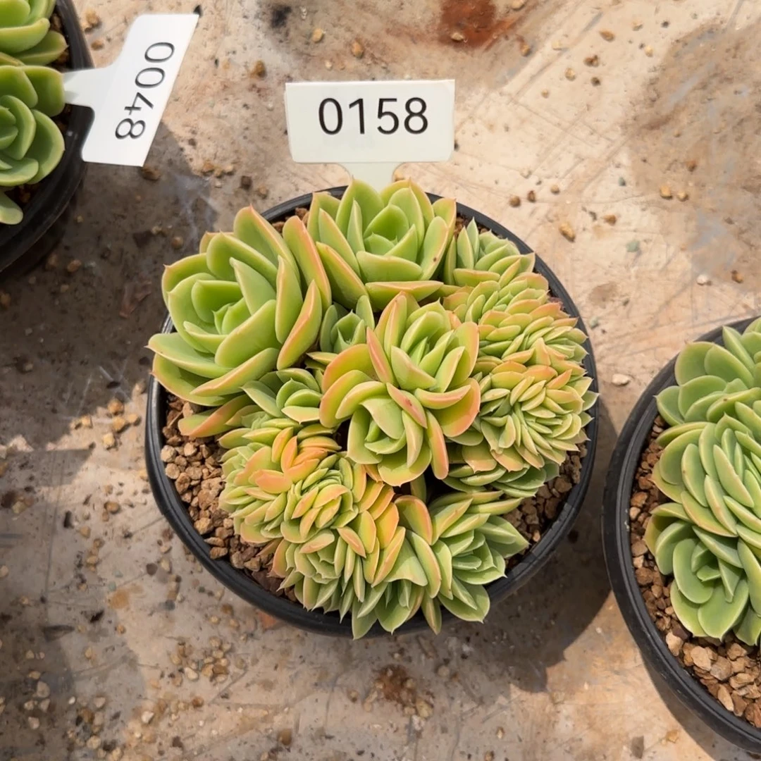 星纳塔缀   0158号