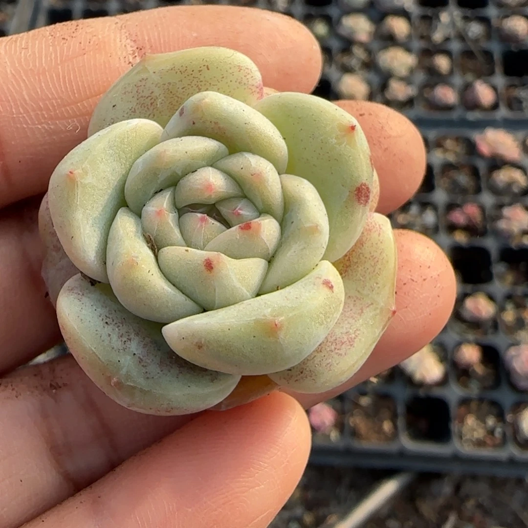 多肉小卡拉米糖心一物一拍