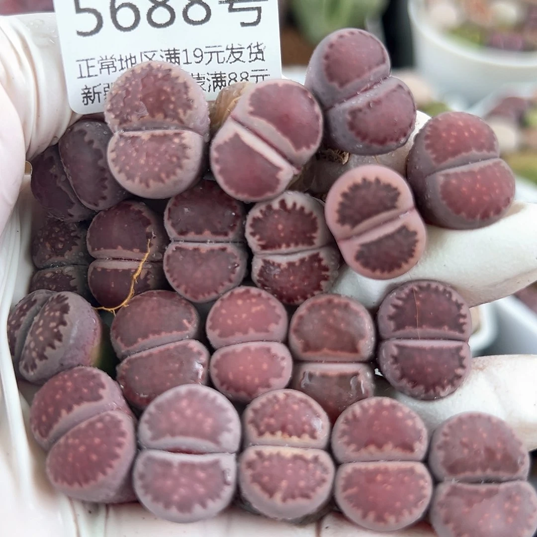 5688 好养易活生石花大母本20个