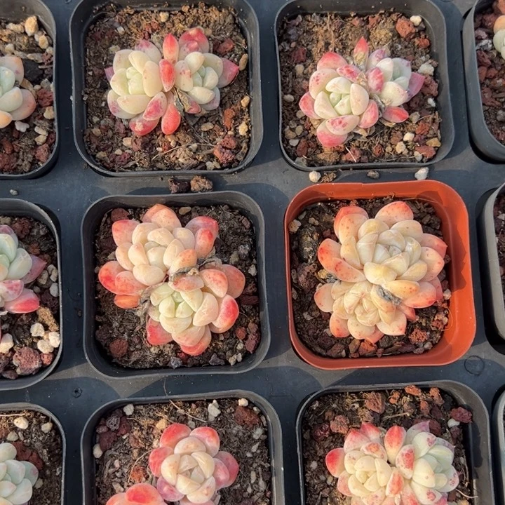 优选双头厚梦一颗量拍多肉满20包邮下午发