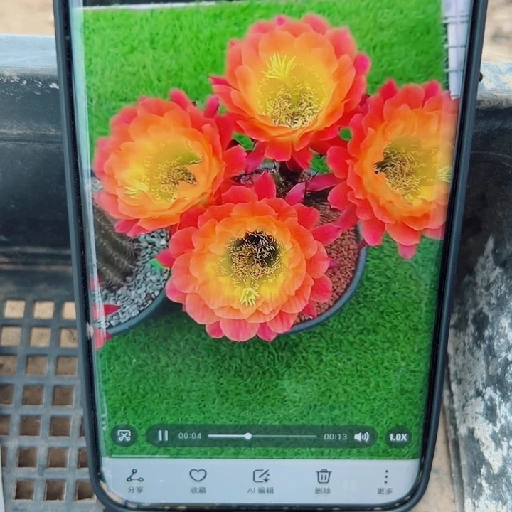 42毛大满贯歪无根侧芽5公分左右20包邮