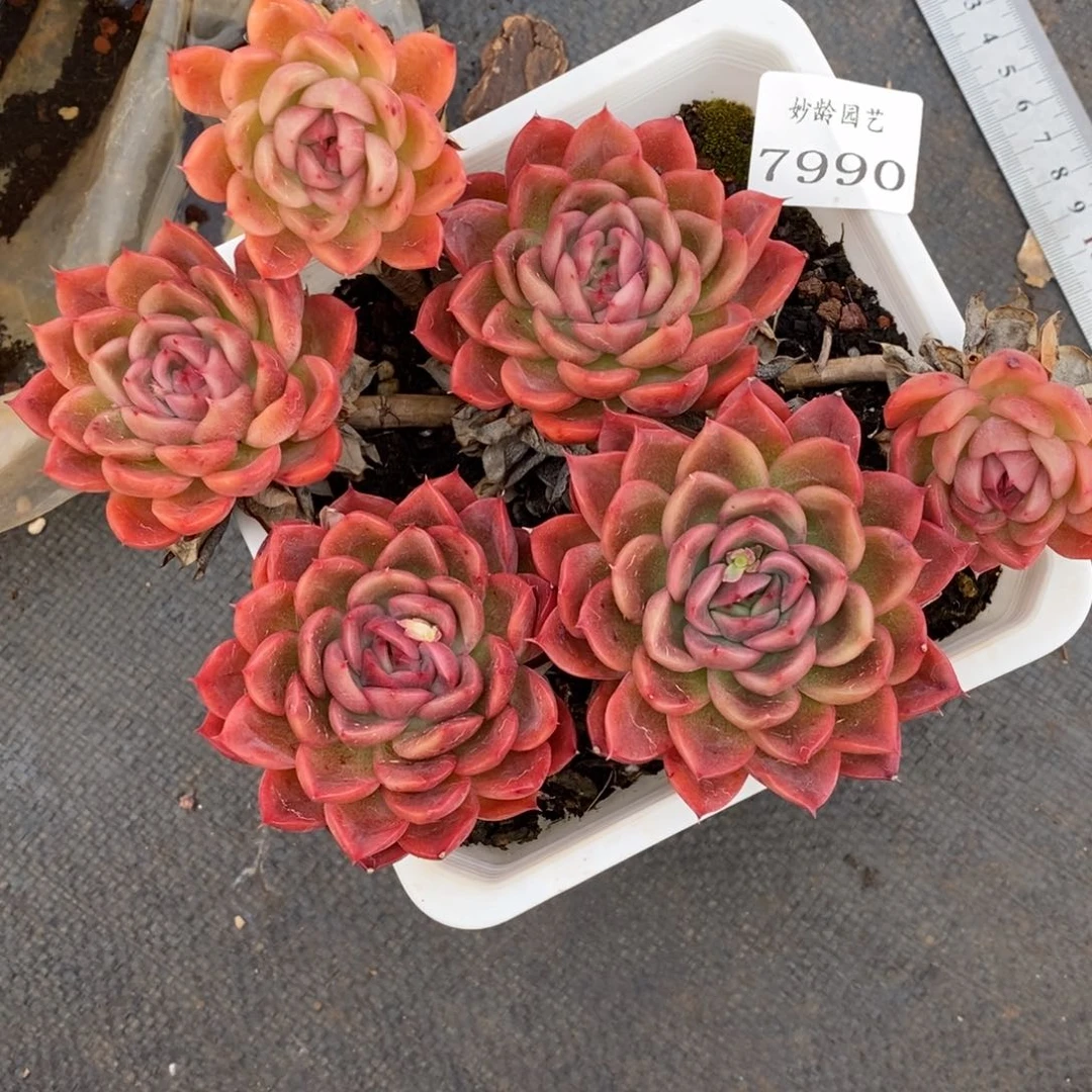 奇**术7990不包整散掉头不售后