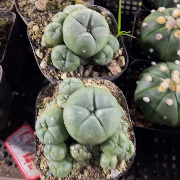 鱼群8.8带哦土发货