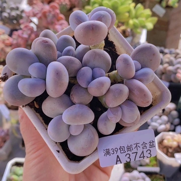 奶洛群10cm3743多肉酱