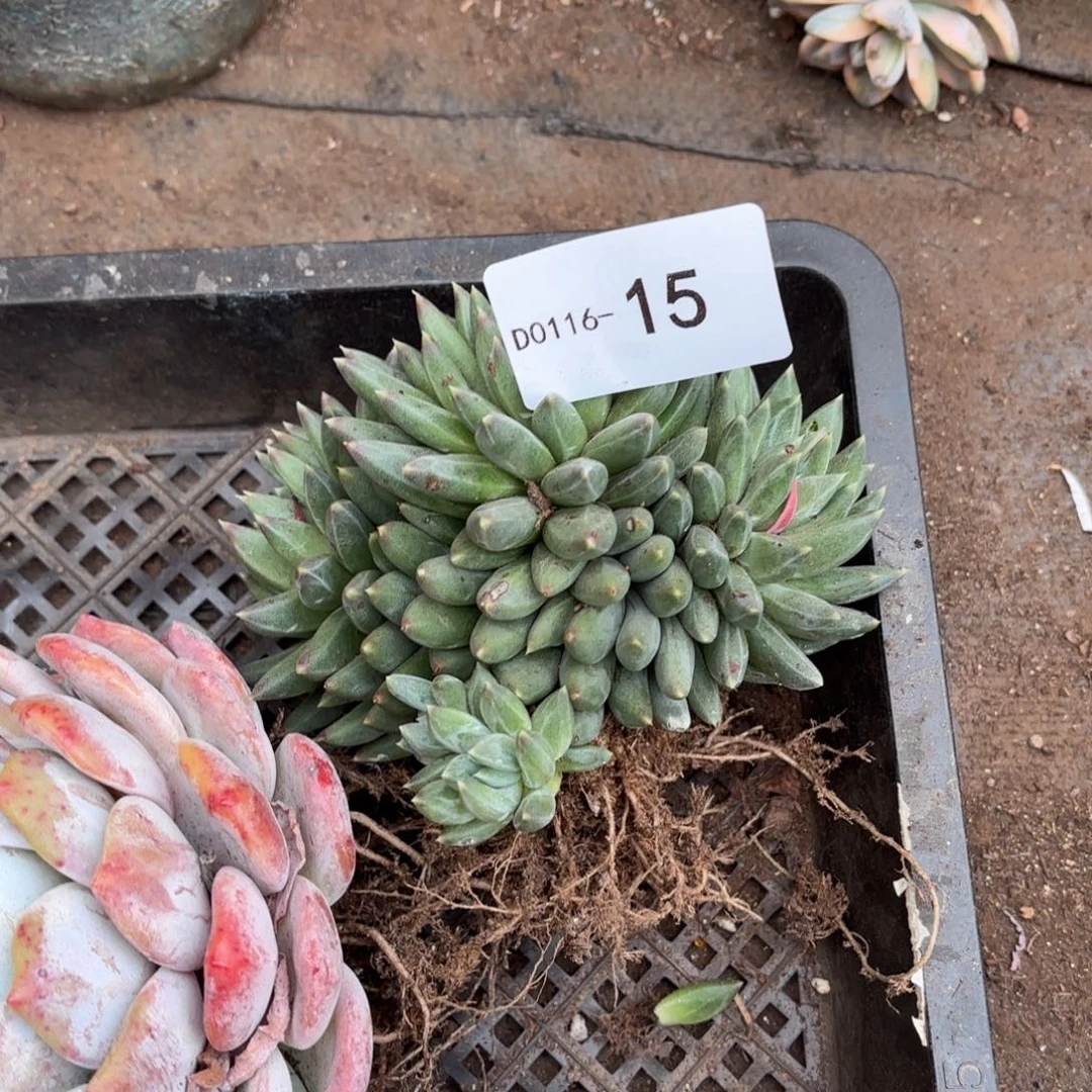 芳*同温层多肉15流星雨