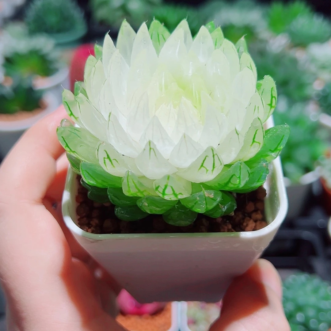 白莲花小白盆多肉多肉