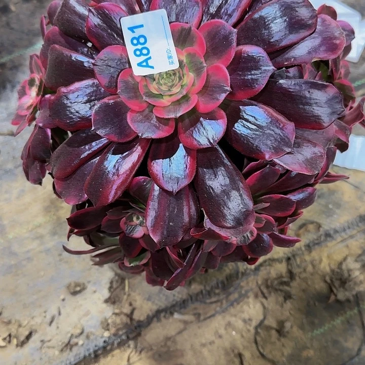 木*姐881蛇毒美杜莎 多肉