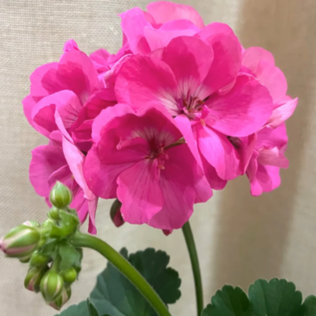 魔力粉【大花球】颗型较大