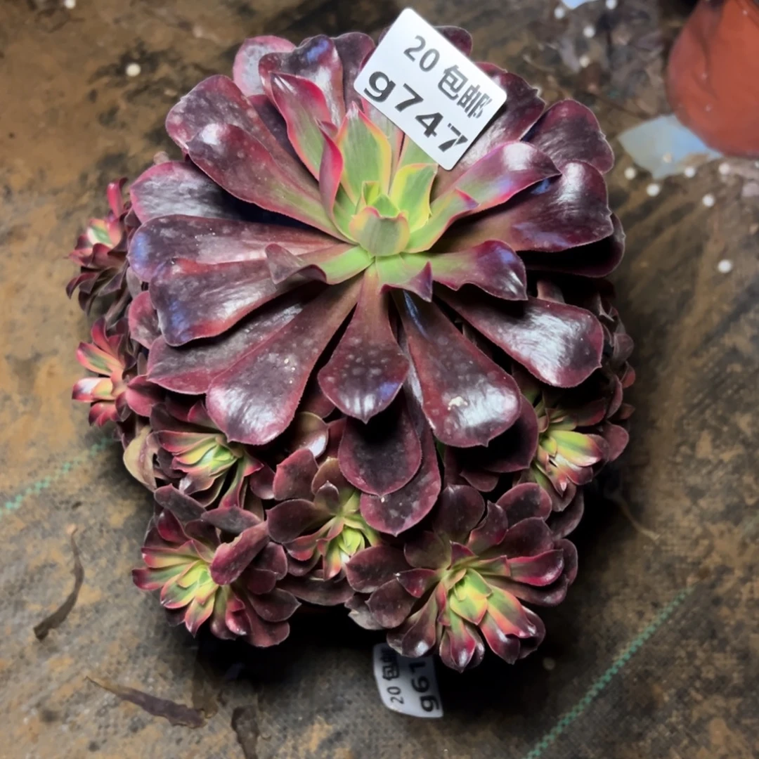 747凤冠，满20包邮嘟叮熊