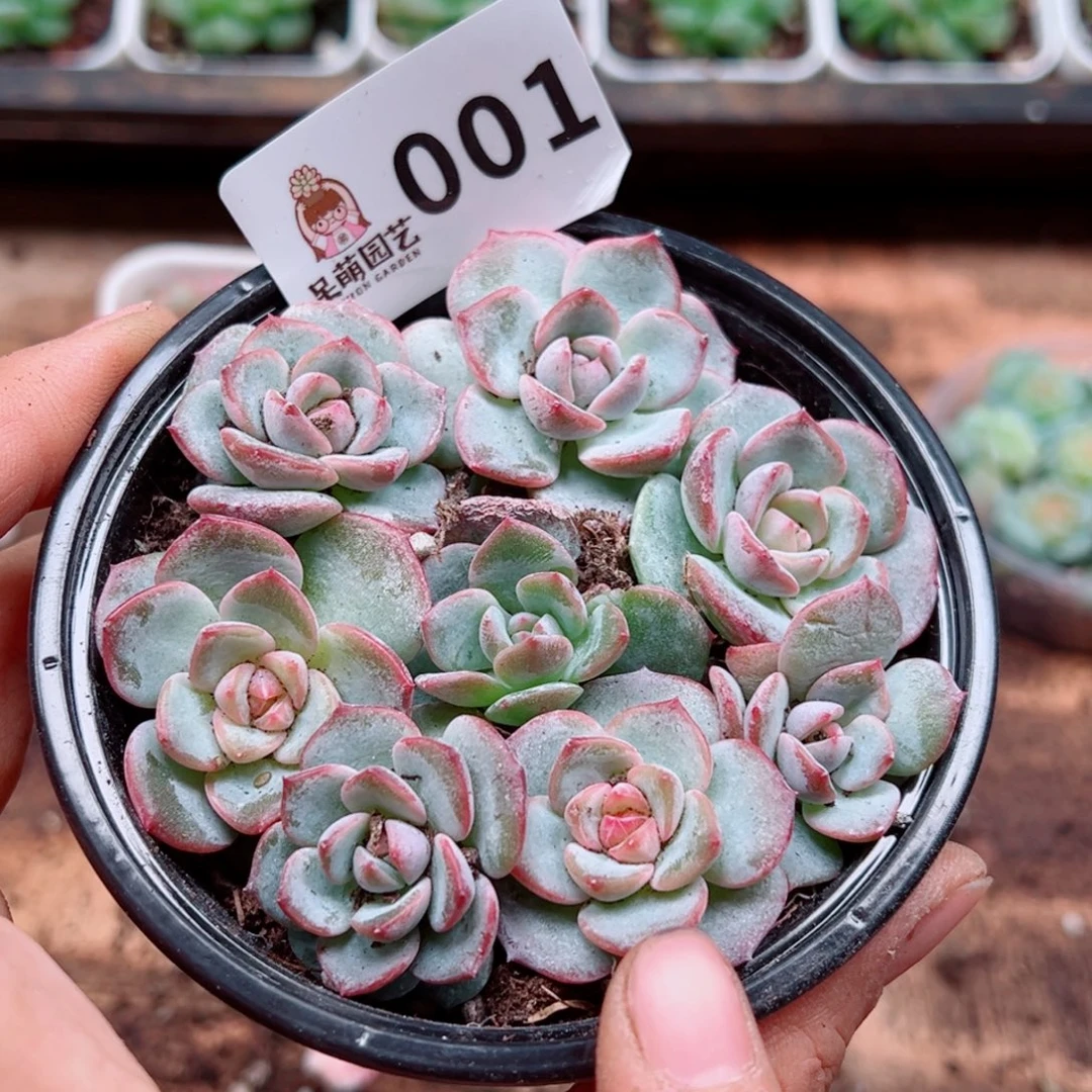 多肉植物多肉植物