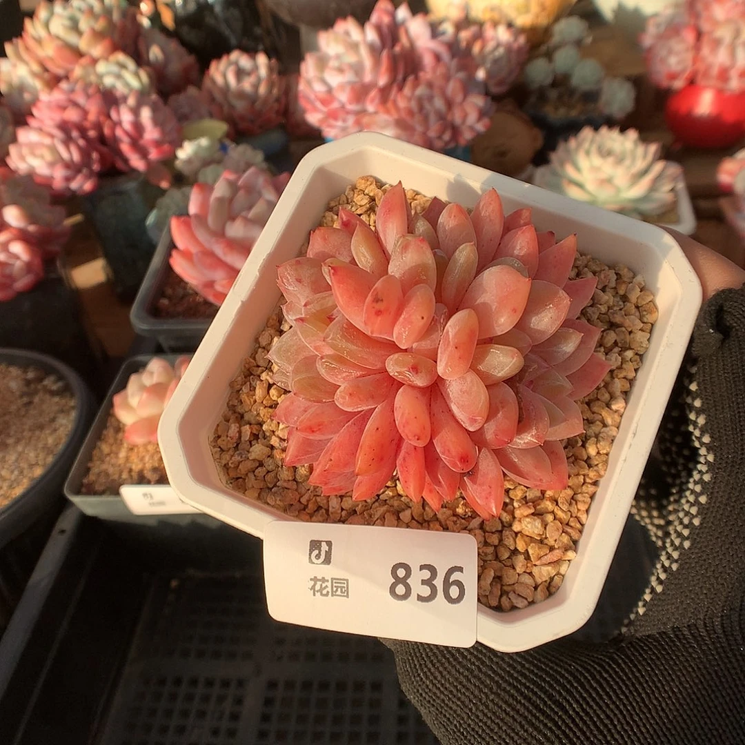 836雪天使綴化多肉植物66666