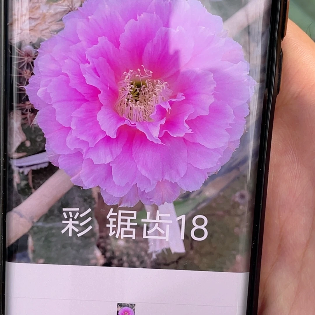 彩草 锯齿18侧芽 歪 满20包邮4公分以上