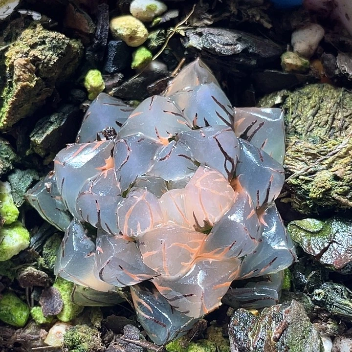 659水中月锦特选福利