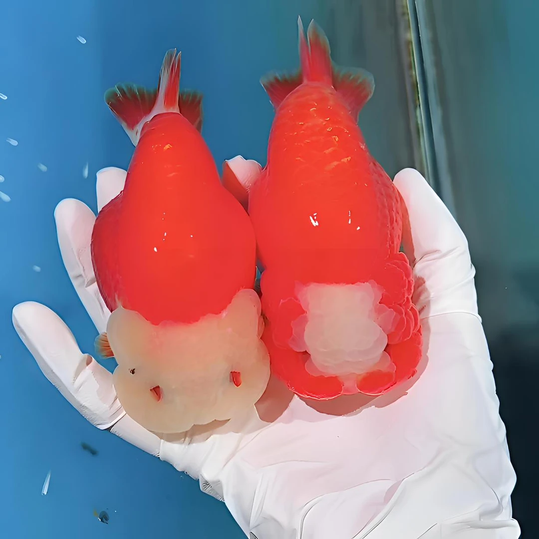 奇珍异寿娃娃脸兰寿金鱼观赏鱼1（运输中不接受退换 活体不得拒收）