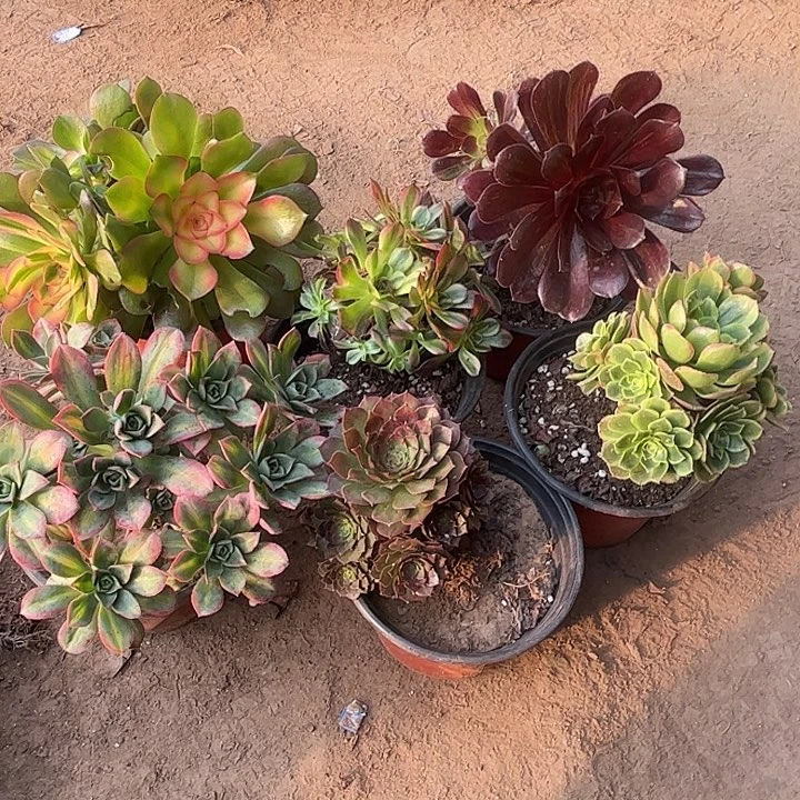 258多肉植物瑕疵特价，