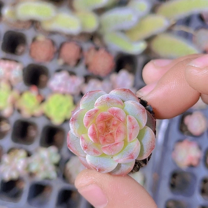 葡萄珍妮【满10颗包邮】