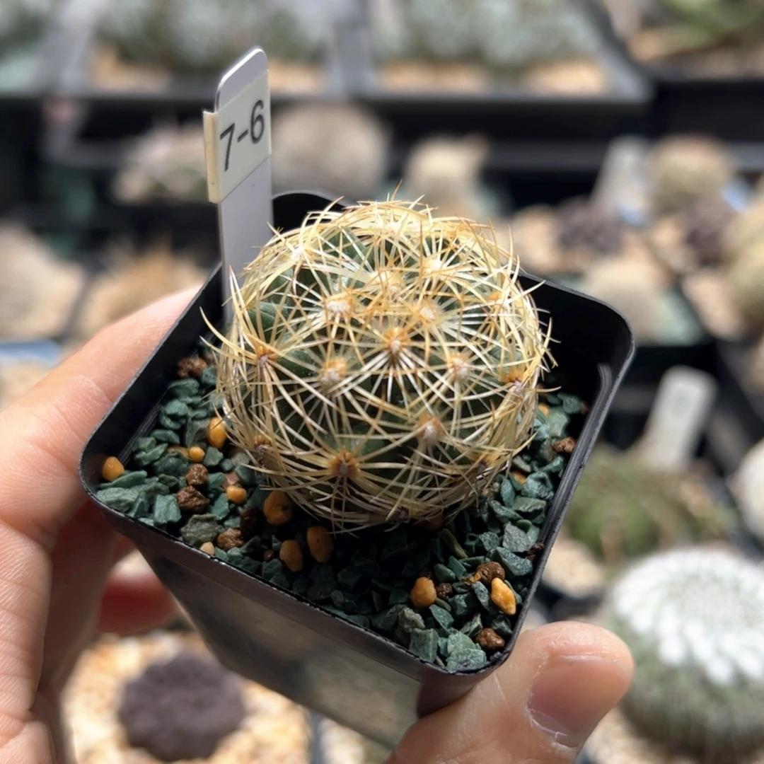 实生顶花 脱土发货多肉植物