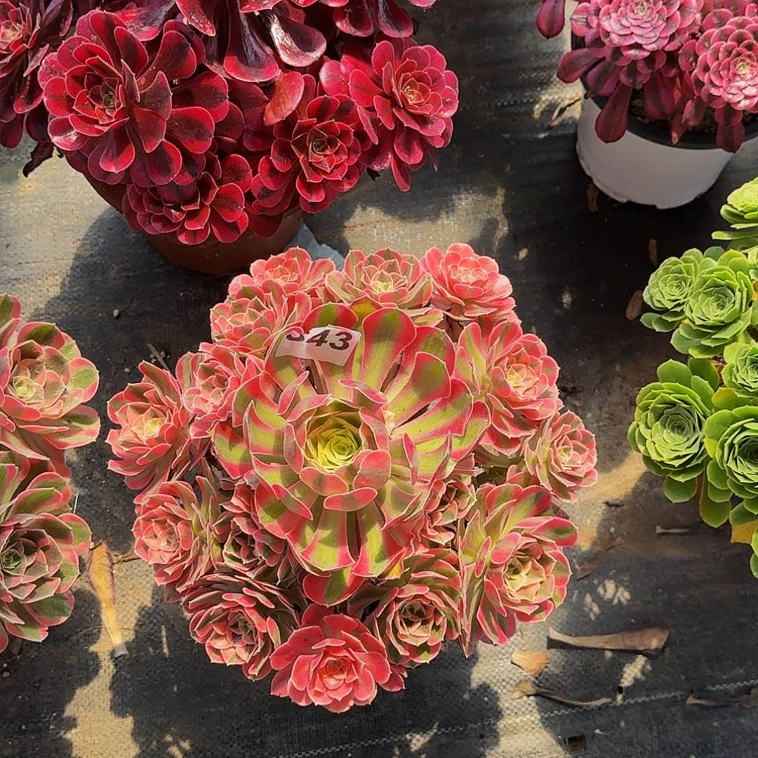 43粉女巫半木质桩多肉