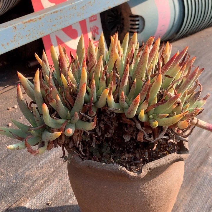 阿尔比芙洛亚，多肉植物