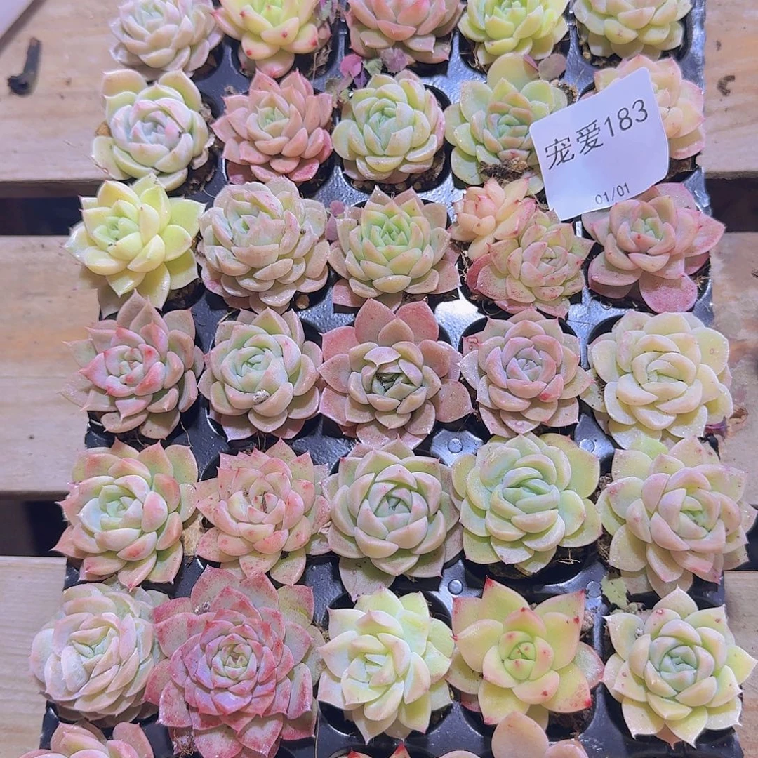 直播福利一物一拍183