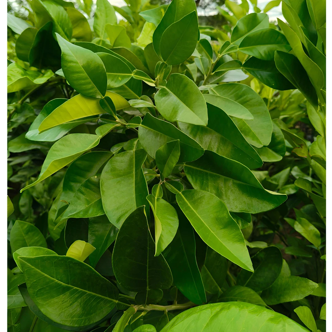 泰国红宝石青柚柚子树红心柚子泰国血柚大果柚子