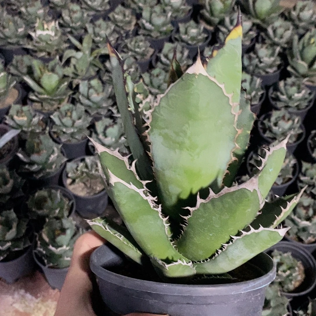 黑火一颗11111111