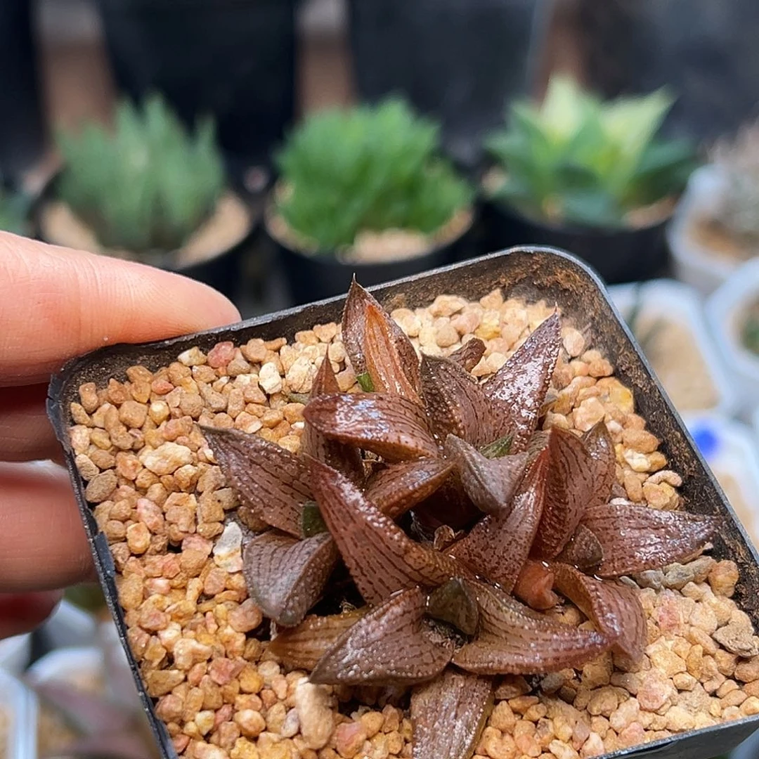 银狼蛛×锦带桥硬叶十二卷