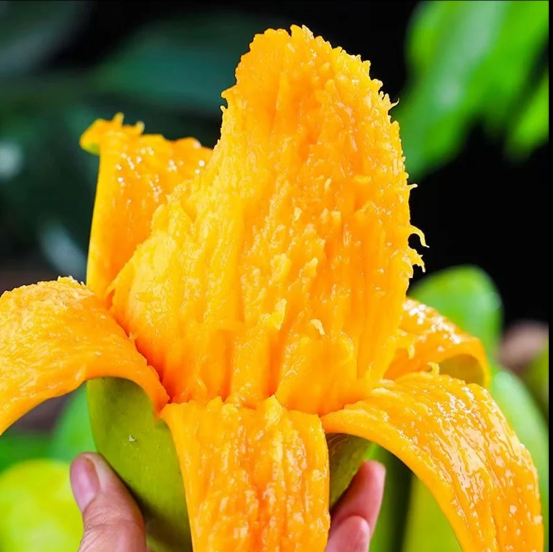 T【催熟放软吃】云南青皮金煌芒青芒新鲜发货坏果包赔