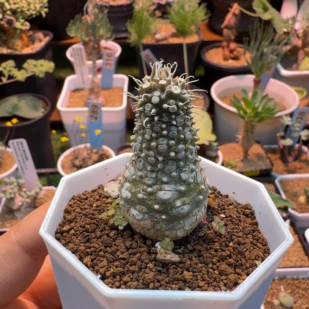 新种琉桑229 仙人掌