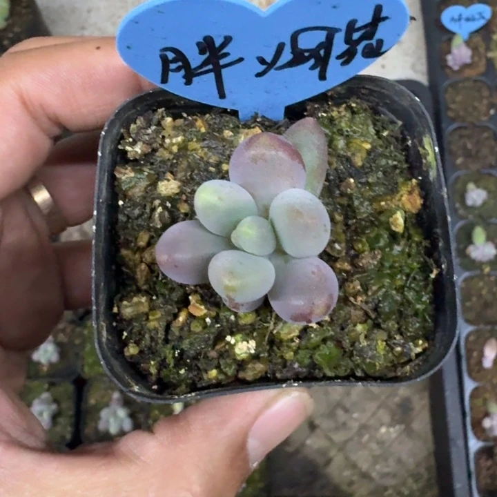 胖yanhua 叶插 单头 一物一拍