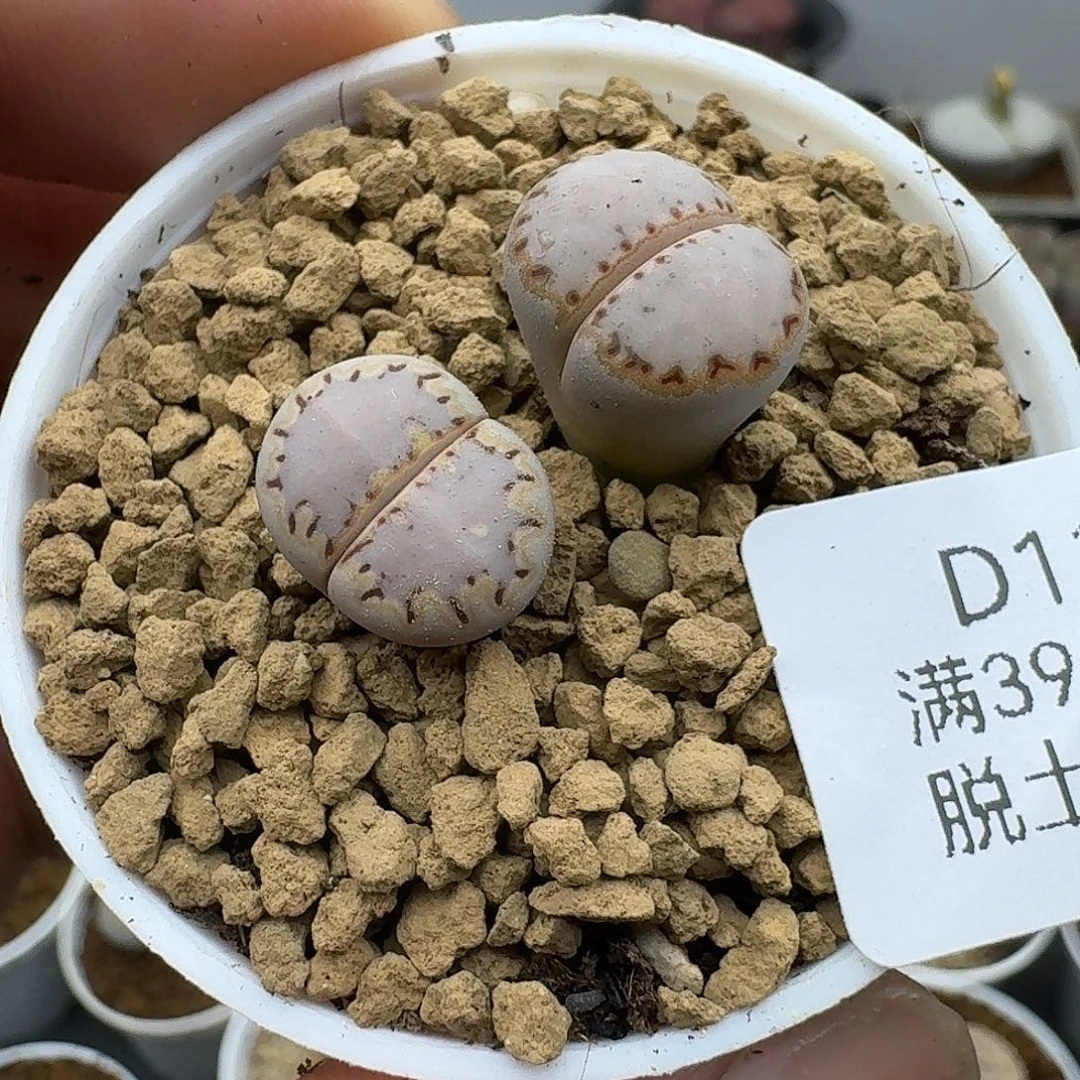 117多肉哈哈哈哈哈哈哈哈