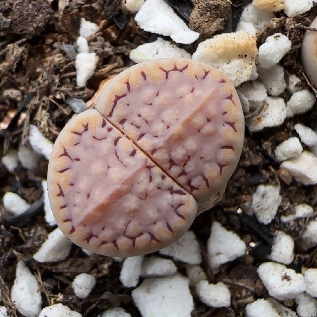 5.30。.6。饼干 9238