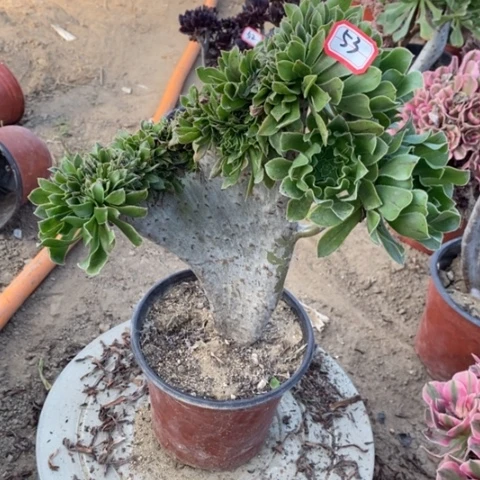 原始绿缀一物一拍