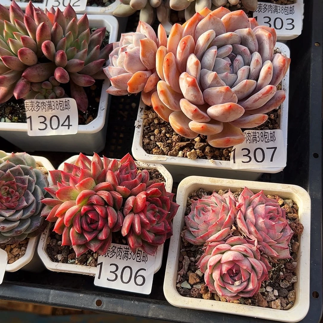 小***福多肉一物一拍植物1307