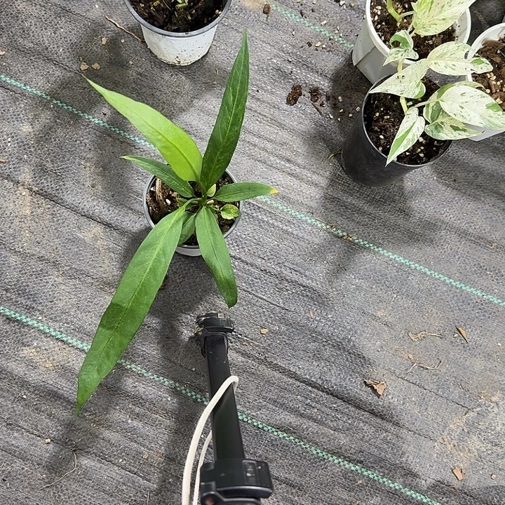 完全开放福利维塔领带