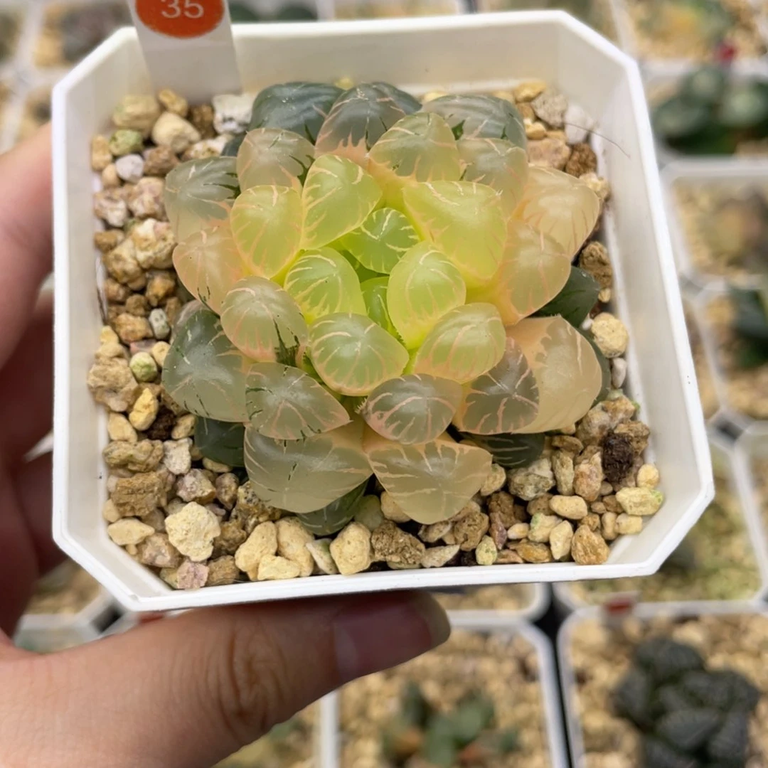 小蔡的菜园 35 冰灯锦